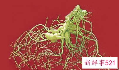 什么情况下吃人参最好