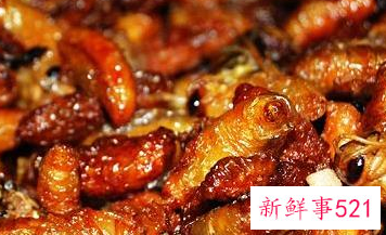 蜂蛹的吃法和功效