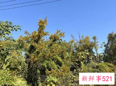 加拿大一枝黄花到底是啥