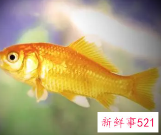 梦见鱼变龙是什么意思