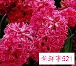 每种花的花语含义及图片