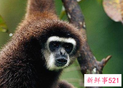 森林里都有哪些小动物