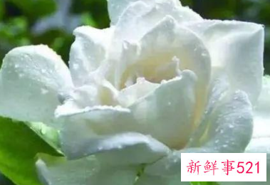 每种花代表女生的性格