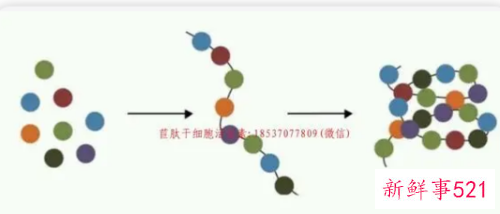 小分子肽的功效与作用