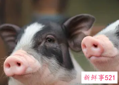 属虎男遇到属猪女好不好