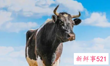 属牛人难熬的年龄