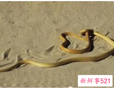 孕妇梦见黄金蛇是什么意思