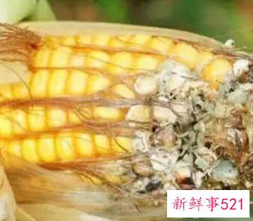 玉米煮熟有几粒发黑