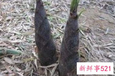 笋对女人的害处