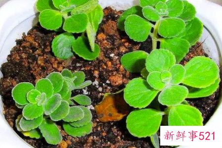 碰碰香烂根的处理方法