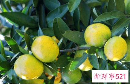 桔子籽粉的功效与作用