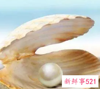 梦见捡珍珠有什么征兆