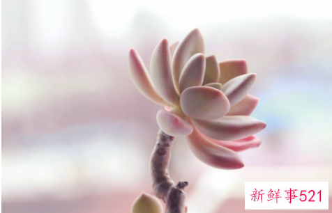 桃美人的养殖方法