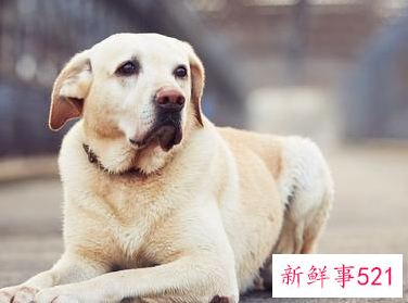 比较安静的狗狗有哪些