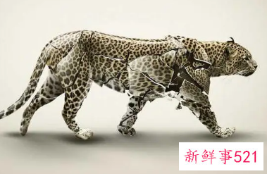 保护野生动物公益广告