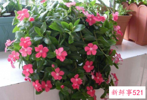 天气越热长得越好的耐高温植物