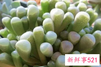 怎样养护五十铃玉