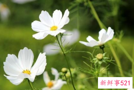 水瓶座命中注定的真爱星座