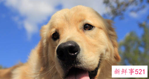 82年属狗十年大运