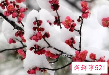 每种花代表女生的性格