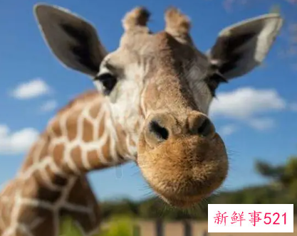 女生做梦梦到长颈鹿