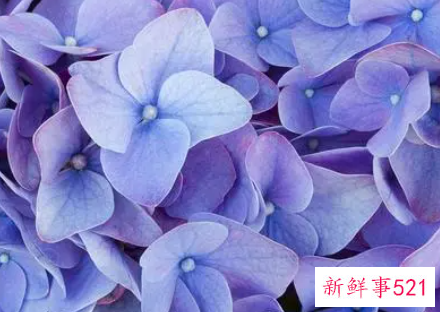 梦见花和水是什么意思