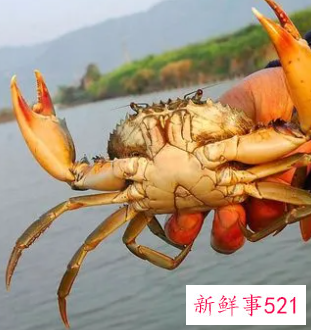 蟳与螃蟹区别