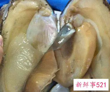 河蚌的营养价值高不高