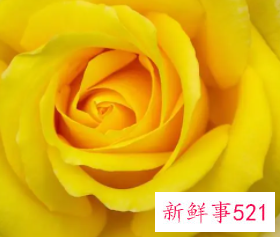 黄可以用什么字代替