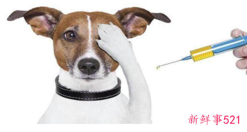 狗狗不吃饭怎么办