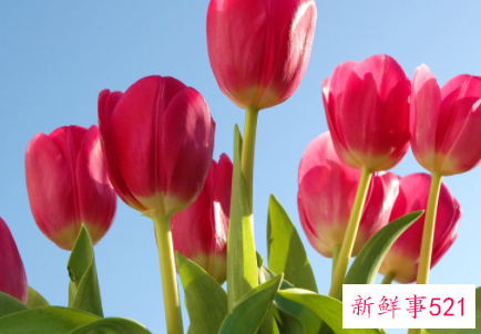 郁金香的寓意和象征