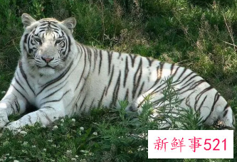 梦见白虎的周公解梦