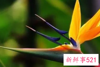 每种花代表女生的性格