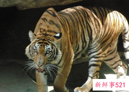 梦见猛兽是什么意思