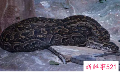 已婚女人梦见大蟒蛇脱皮