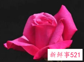 梦见一大束玫瑰花