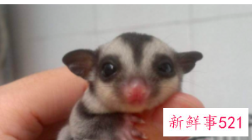 可以上手的迷你小宠物