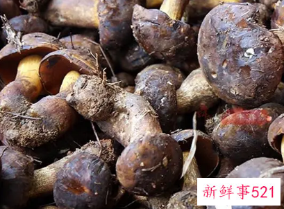 牛肝菌冷冻保存方法