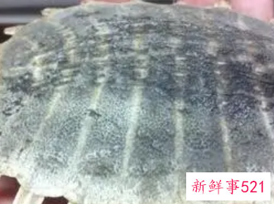 甲鱼壳辟邪很灵