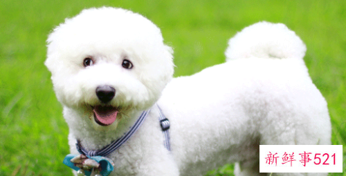 82年属狗十年大运