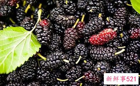 桑葚干泡水一天需几粒