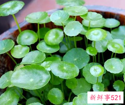 属虎办公室应该养什么植物