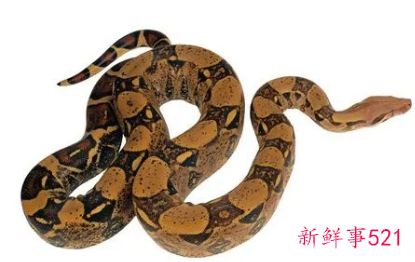 已婚女人梦见大蟒蛇脱皮