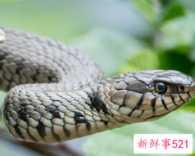 孕妇梦见蛇害怕是什么意思