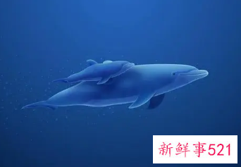 喜欢蓝色的女人是什么样的