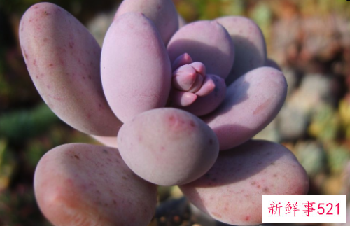 桃美人的养殖方法