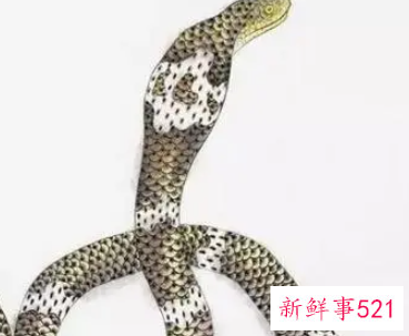 属蛇人容易得什么病