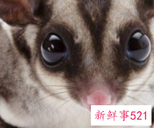 可以上手的迷你小宠物