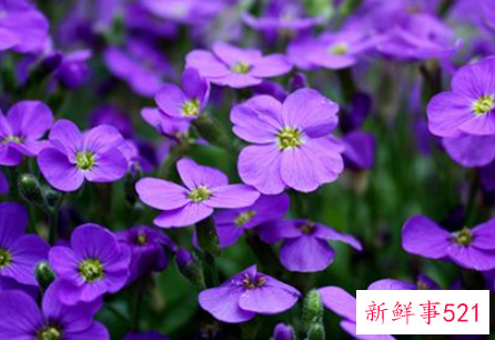 梦见紫色的花是什么预兆