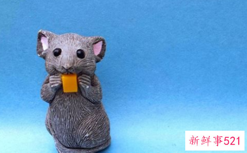 属鼠明年的运势怎么样